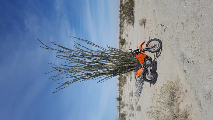 Ocotillo Wells California